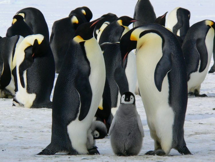 emperor penguins are like toddlers